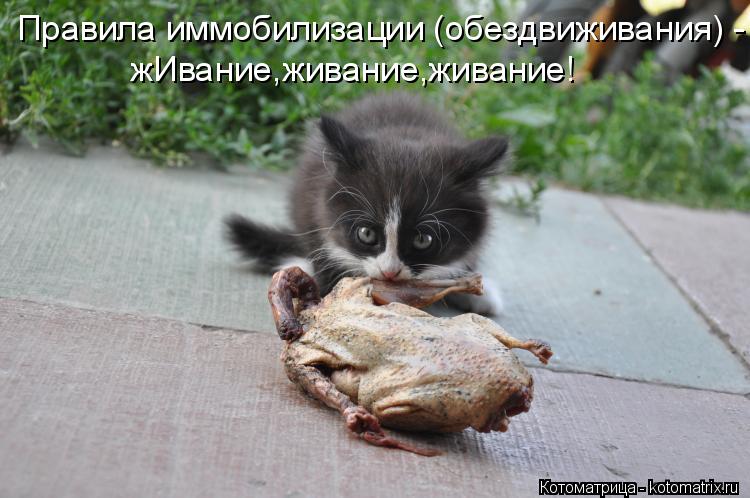 жИвание,живание,живание! Правила иммобилизации (обездвиживания) -... Котоматрица: жИвание,живание,живание! Правила иммобилизации (обездвиживания) -