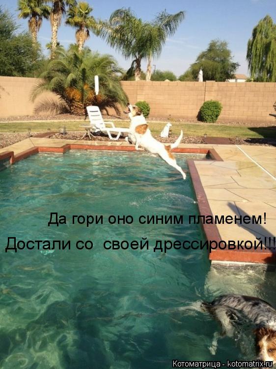 Да гори оно синим пламенем! Достали со своей дрессировкой!!!... Котоматрица: Да гори оно синим пламенем! Достали со своей дрессировкой!!!