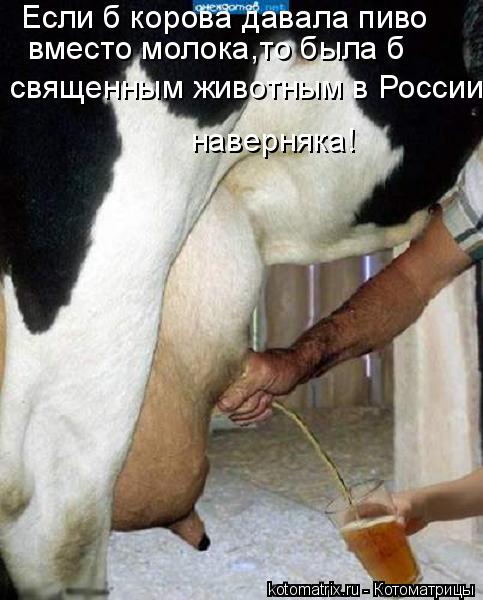 Если б корова давала пиво вместо молока,то была б священным животным в России наверняка!... Котоматрица: Если б корова давала пиво вместо молока,то была б священным животным в России наверняка!