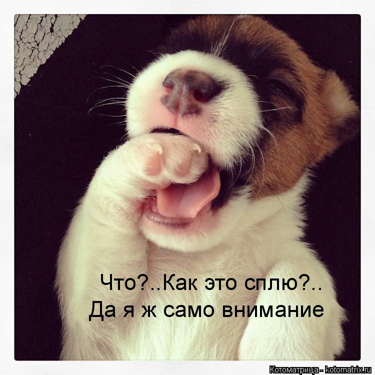 Что?..Как это сплю?,, Что?..Как это сплю?.. Да я ж само внимание... Котоматрица: Что?..Как это сплю?,, Что?..Как это сплю?.. Да я ж само внимание