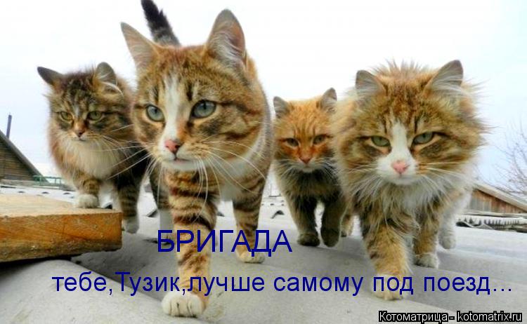 БРИГАДА тебе,Тузик,лучше самому под поезд...... Котоматрица: БРИГАДА тебе,Тузик,лучше самому под поезд...