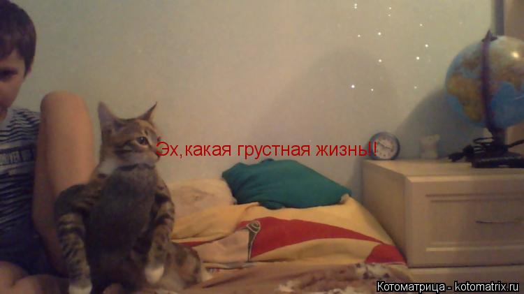 Эх,какая грустная жизнь!!... Котоматрица: Эх,какая грустная жизнь!!