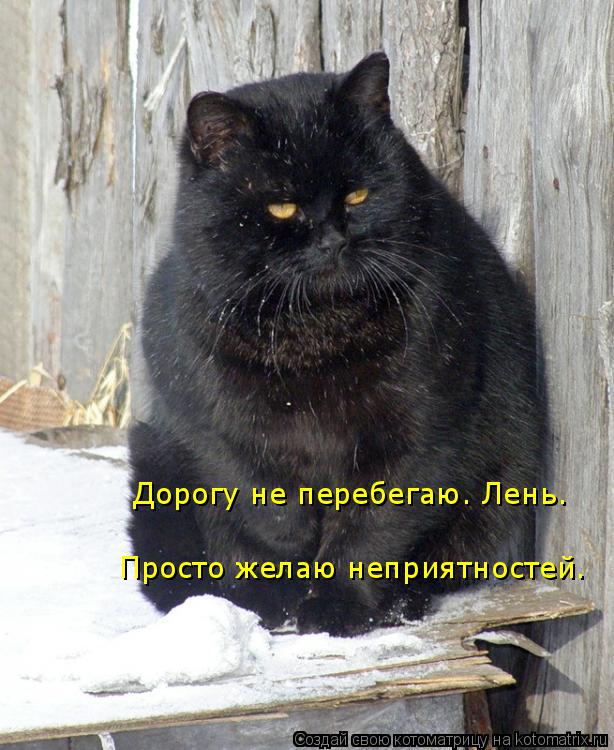 Дорогу не перебегаю. Лень. Просто желаю неприятностей.... Котоматрица: Дорогу не перебегаю. Лень. Просто желаю неприятностей.