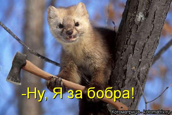 -Ну, Я за бобра!... Котоматрица: -Ну, Я за бобра!