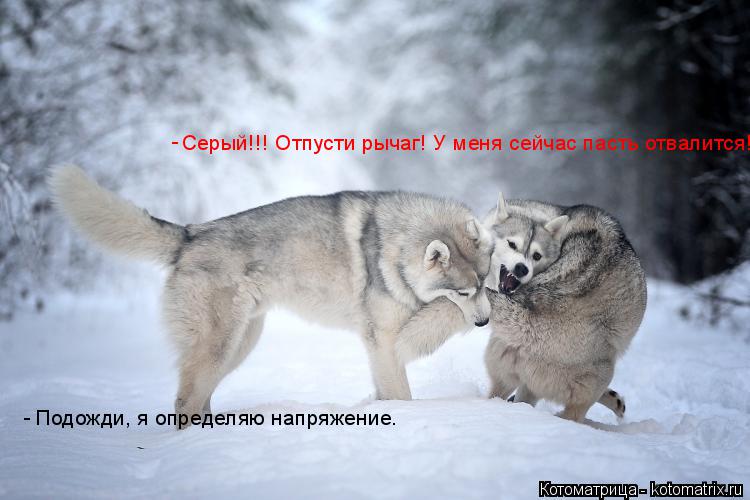Подожди, я определяю напряжение. Серый!!! Отпусти рычаг! У меня сейчас пасть отвалится! - -... Котоматрица: Подожди, я определяю напряжение. Серый!!! Отпусти рычаг! У меня сейчас пасть отвалится! - -