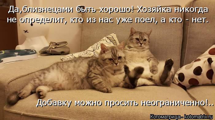 Да,близнецами быть хорошо! Хозяйка никогда не определит, кто из нас уже поел, а кто - нет. Добавку м... Котоматрица: Да,близнецами быть хорошо! Хозяйка никогда не определит, кто из нас уже поел, а кто - нет. Добавку можно просить неограниченно!..