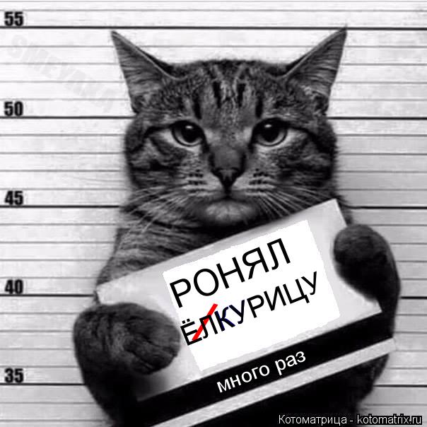 РОНЯЛ / КУ ЁЛКУРИЦУ много раз... Котоматрица: РОНЯЛ / КУ ЁЛКУРИЦУ много раз