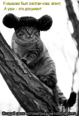 К мышам был заслан наш агент, А уши - это документ... Котоматрица: К мышам был заслан наш агент, А уши - это документ