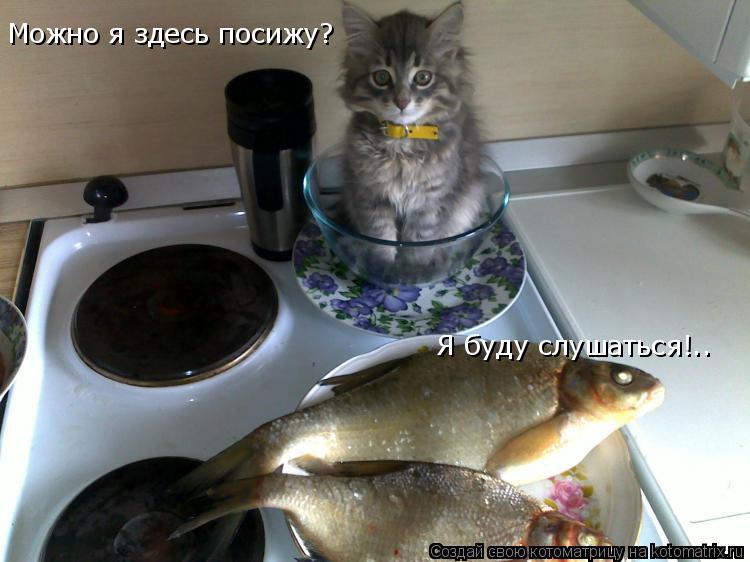 Я буду слушаться!.. Можно я здесь посижу?... Котоматрица: Я буду слушаться!.. Можно я здесь посижу?