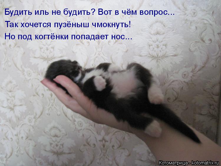 Так хочется пузёныш чмокнуть! Будить иль не будить? Вот в чём вопрос... Но под когтёнки попадает нос.... Котоматрица: Так хочется пузёныш чмокнуть! Будить иль не будить? Вот в чём вопрос... Но под когтёнки попадает нос...