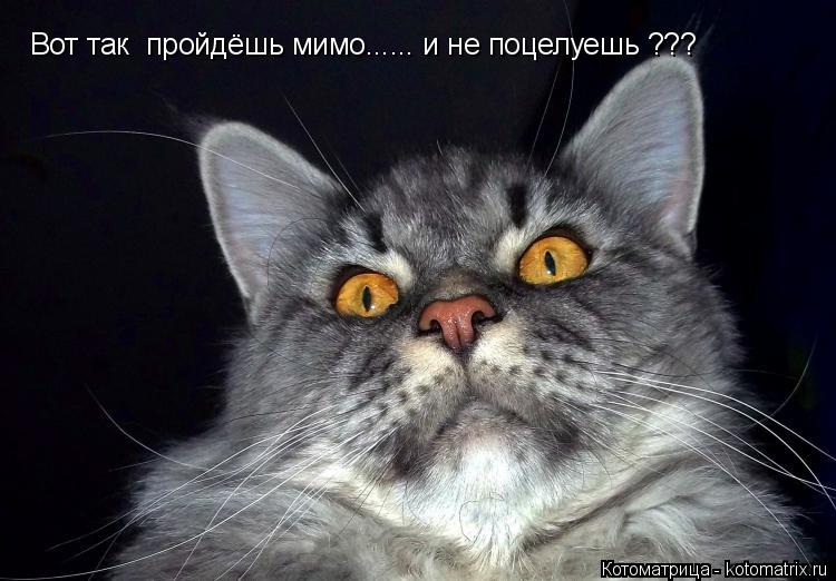 Вот так пройдёшь мимо...... и не поцелуешь ???... Котоматрица: Вот так пройдёшь мимо...... и не поцелуешь ???