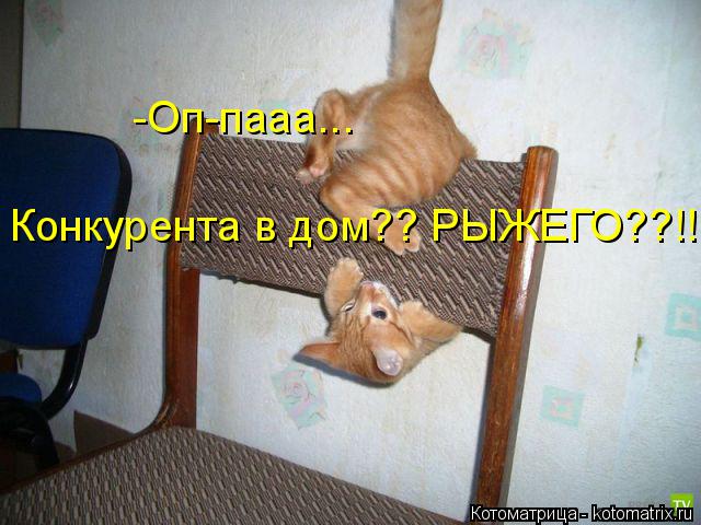 Конкурента в дом?? РЫЖЕГО??!!! -Оп-пааа...... Котоматрица: Конкурента в дом?? РЫЖЕГО??!!! -Оп-пааа...