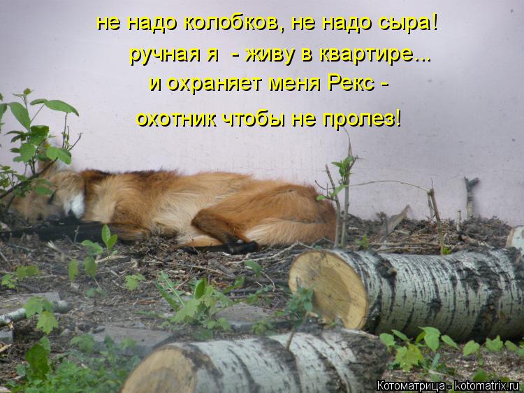 не надо колобков, не надо сыра! ручная я - живу в квартире... и охраняет меня Рекс - охотник чтобы ... Котоматрица: не надо колобков, не надо сыра! ручная я - живу в квартире... и охраняет меня Рекс - охотник чтобы не пролез!