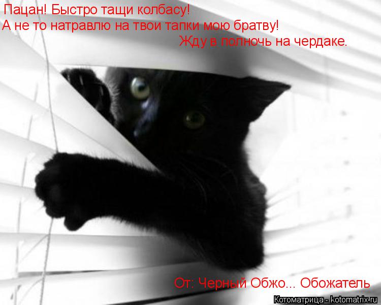 Пацан! Быстро тащи колбасу! А не то натравлю на твои тапки мою братву! Жду в полночь на чердаке. От: ... Котоматрица: Пацан! Быстро тащи колбасу! А не то натравлю на твои тапки мою братву! Жду в полночь на чердаке. От: Черный Обжо... Обожатель