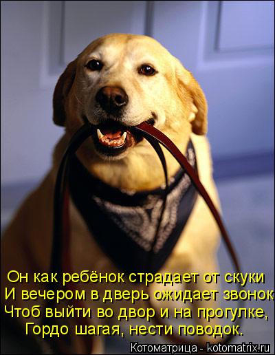 Он как ребёнок страдает от скуки И вечером в дверь ожидает звонок, Чтоб выйти во двор и на прогулке, ... Котоматрица: Он как ребёнок страдает от скуки И вечером в дверь ожидает звонок, Чтоб выйти во двор и на прогулке, Гордо шагая, нести поводок.
