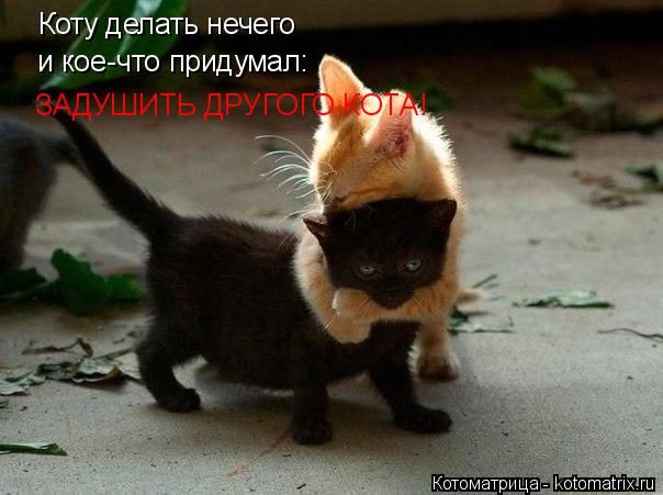 Коту делать нечего и кое-что придумал: ЗАДУШИТЬ ДРУГОГО КОТА!... Котоматрица: Коту делать нечего и кое-что придумал: ЗАДУШИТЬ ДРУГОГО КОТА!