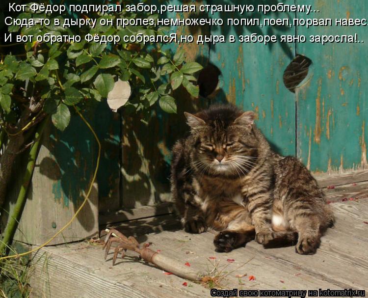 Кот Фёдор подпирал забор,решая страшную проблему... И вот обратно Фёдор собралсЯ,но дыра в заборе явн... Котоматрица: Кот Фёдор подпирал забор,решая страшную проблему... И вот обратно Фёдор собралсЯ,но дыра в заборе явно заросла!.. Сюда-то в дырку он пролез,не