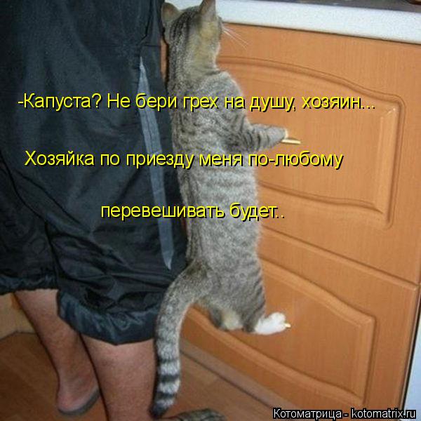 -Капуста? Не бери грех на душу, хозяин... Хозяйка по приезду меня по-любому перевешивать будет..... Котоматрица: -Капуста? Не бери грех на душу, хозяин... Хозяйка по приезду меня по-любому перевешивать будет..