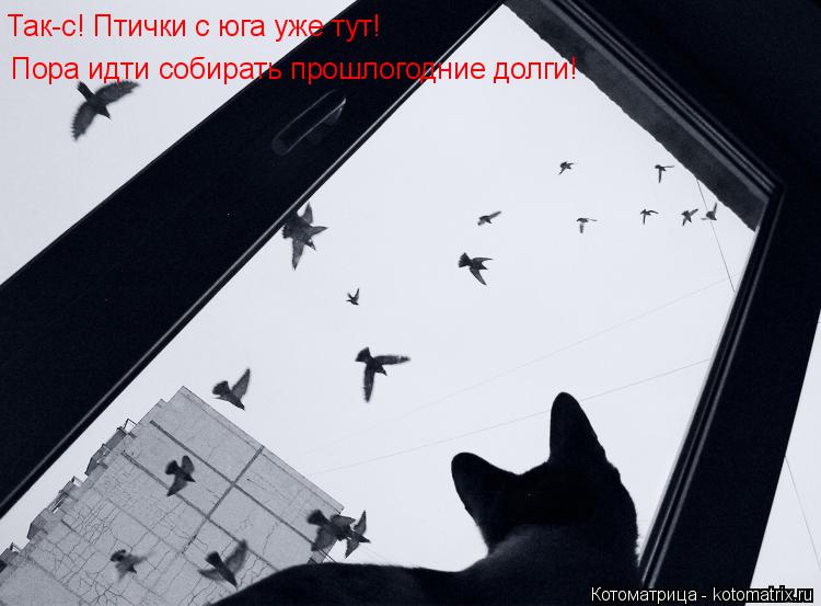 Так-с! Птички с юга уже тут! Пора идти собирать прошлогодние долги!... Котоматрица: Так-с! Птички с юга уже тут! Пора идти собирать прошлогодние долги!