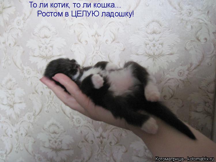 То ли котик, то ли кошка... Ростом в ЦЕЛУЮ ладошку!... Котоматрица: То ли котик, то ли кошка... Ростом в ЦЕЛУЮ ладошку!