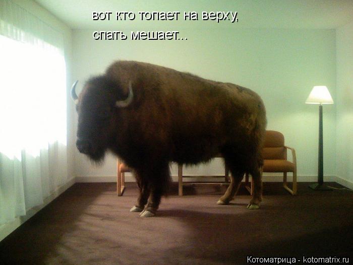 Котоматрица: вот кто топает на верху, спать мешает...