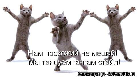 Мы танцуем гангам стайл! Нам прохожий не мешай!... Котоматрица: Мы танцуем гангам стайл! Нам прохожий не мешай!
