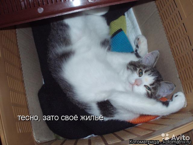 Котоматрица: тесно, зато своё жильё