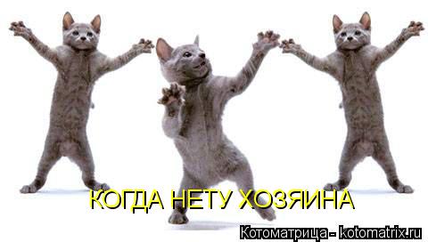 КОГДА НЕТУ ХОЗЯИНА... Котоматрица: КОГДА НЕТУ ХОЗЯИНА