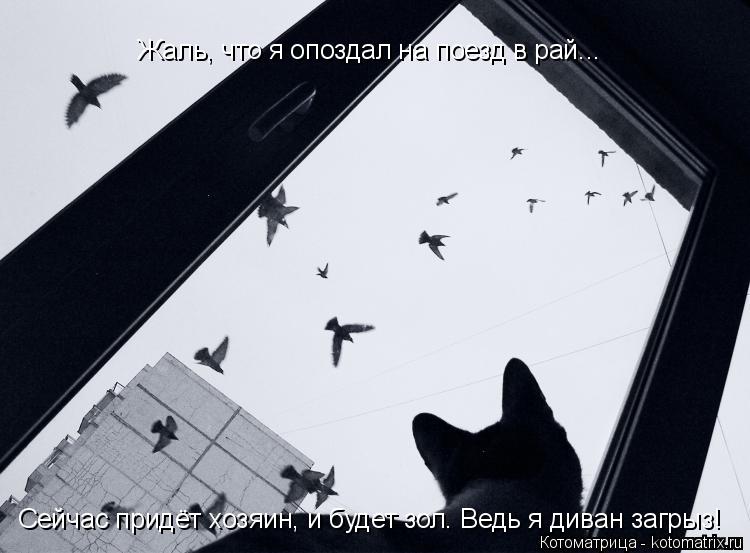 Жаль, что я опоздал на поезд в рай... Сейчас придёт хозяин, и будет зол. Ведь я диван загрыз!... Котоматрица: Жаль, что я опоздал на поезд в рай... Сейчас придёт хозяин, и будет зол. Ведь я диван загрыз!