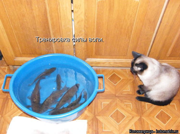 Тренировка силы воли. Тренировка силы воли.... Котоматрица: Тренировка силы воли. Тренировка силы воли.