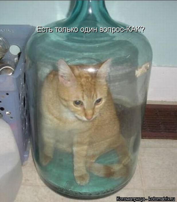 Есть только один вопрос Есть только один вопрос-КАК?... Котоматрица: Есть только один вопрос Есть только один вопрос-КАК?