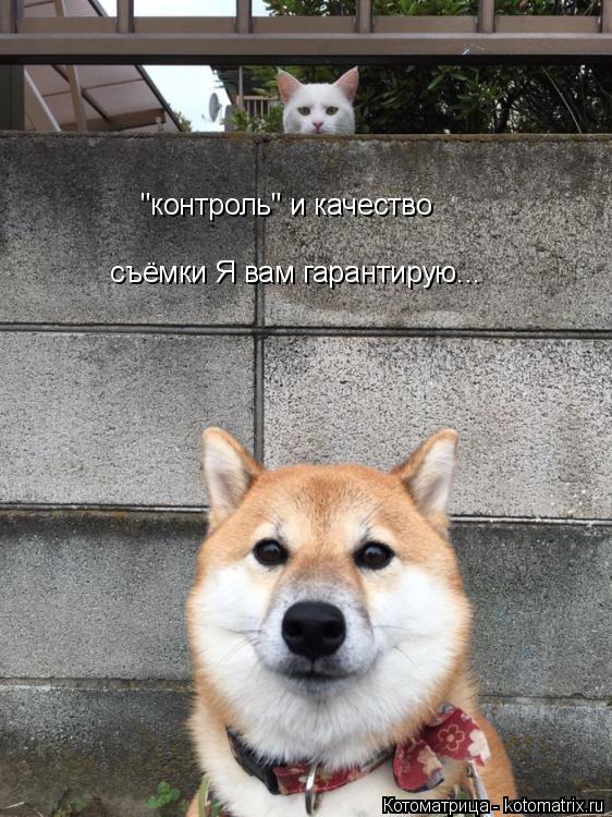 Котоматрица: "контроль "контроль" и качество  съёмки Я вам гарантирую...