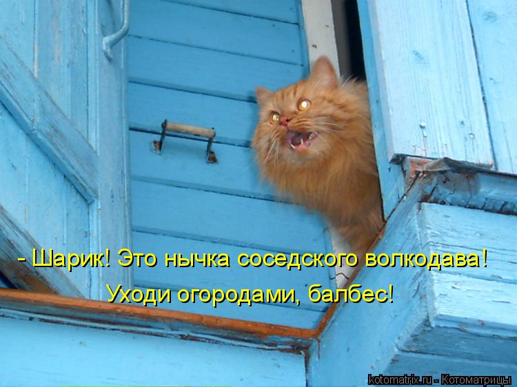 Котоматрица: - Шарик! Это нычка соседского волкодава! Уходи огородами, балбес!