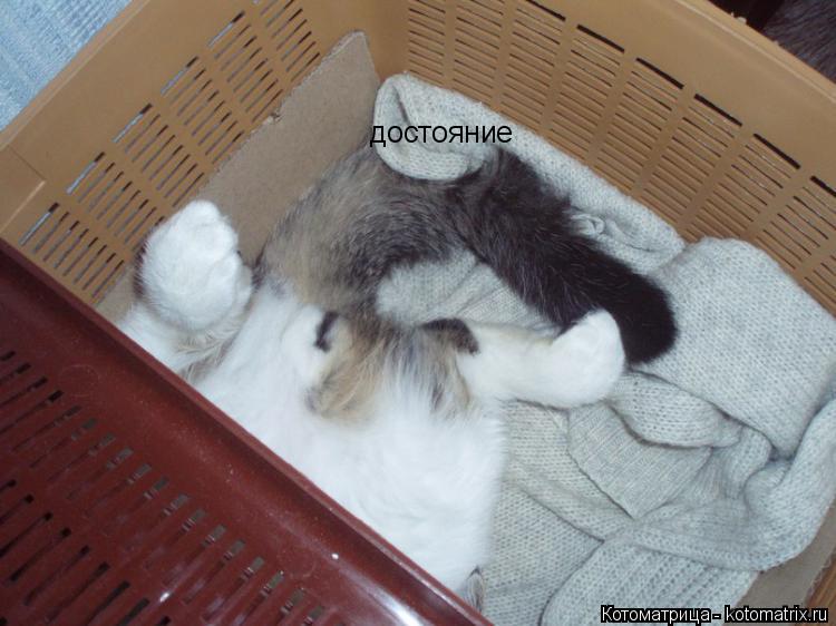 Котоматрица: достояние