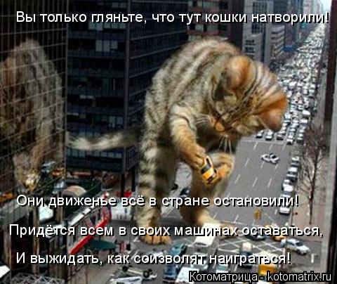 Вы только гляньте, что тут кошки натворили! Они движенье всё в стране остановили! Придётся всем в сво... Котоматрица: Вы только гляньте, что тут кошки натворили! Они движенье всё в стране остановили! Придётся всем в своих машинах оставаться, И выжидать, как с