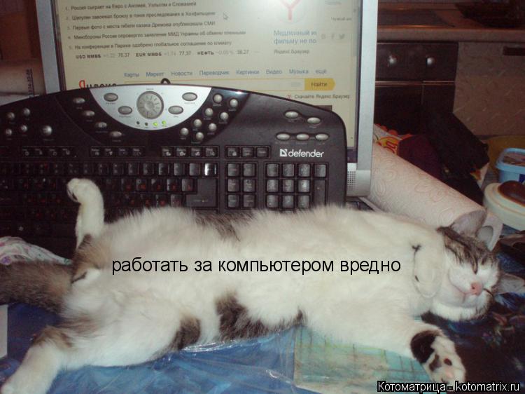 Котоматрица: работать за компьютером вредно