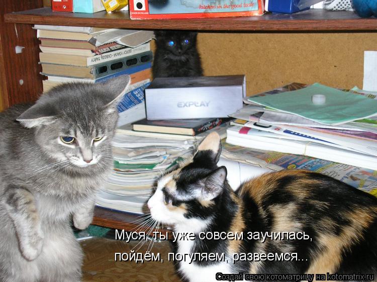 Котоматрица: Муся, ты уже совсем заучилась, пойдём, погуляем, развеемся...
