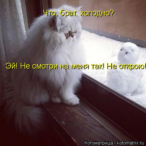 Что, брат, холодно? Эй! Не смотри на меня так! Не открою!... Котоматрица: Что, брат, холодно? Эй! Не смотри на меня так! Не открою!