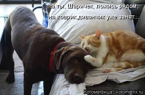Котоматрица: а ты, Шаричек, ложись рядом, на коврик,диванчик уже занят...