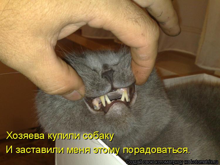 Хозяева купили собаку И заставили меня этому порадоваться.... Котоматрица: Хозяева купили собаку И заставили меня этому порадоваться.