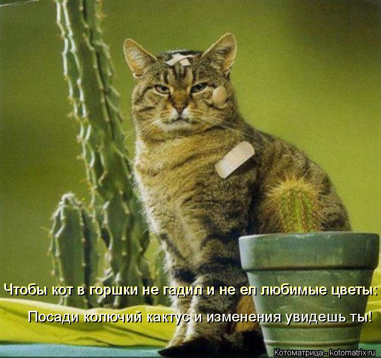Чтобы кот в горшки не гадил и не ел любимые цветы: Чтобы кот в горшки не гадил и не ел любимые цветы:... Котоматрица: Чтобы кот в горшки не гадил и не ел любимые цветы: Чтобы кот в горшки не гадил и не ел любимые цветы: Посади колючий кактус и изменения увидеш