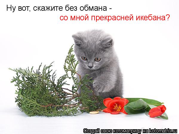 Ну вот, скажите без обмана - со мной прекрасней икебана?... Котоматрица: Ну вот, скажите без обмана - со мной прекрасней икебана?