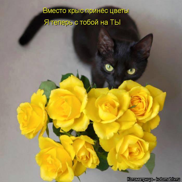 Вместо крыс принёс цветы Я теперь с тобой на ТЫ... Котоматрица: Вместо крыс принёс цветы Я теперь с тобой на ТЫ