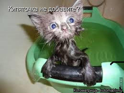 Котоматрица: Кипяточка не добавите?