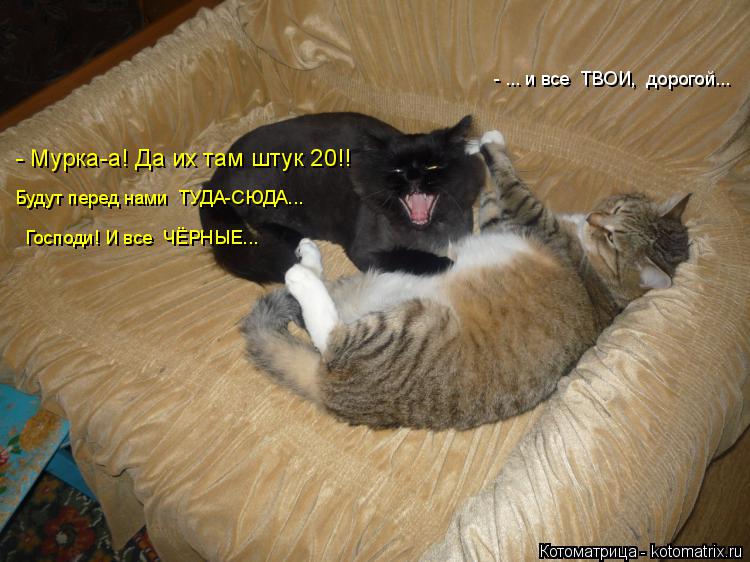 Котоматрица: - ... и все  ТВОИ,  дорогой... - Мурка-а! Да их там штук 20!! Господи! И все  ЧЁРНЫЕ... Будут перед нами  ТУДА-СЮДА...