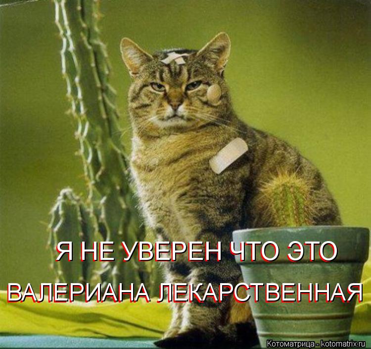 ВАЛЕРИАНА ЛЕКАРСТВЕННАЯ Я НЕ УВЕРЕН ЧТО ЭТО Я НЕ УВЕРЕН ЧТО ЭТО ВАЛЕРИАНА ЛЕКАРСТВЕННАЯ... Котоматрица: ВАЛЕРИАНА ЛЕКАРСТВЕННАЯ Я НЕ УВЕРЕН ЧТО ЭТО Я НЕ УВЕРЕН ЧТО ЭТО ВАЛЕРИАНА ЛЕКАРСТВЕННАЯ