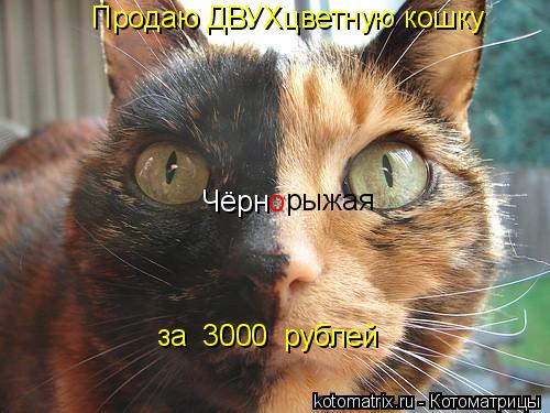 Котоматрица: Продаю ДВУХцветную кошку за  3000  рублей Чёрн о рыжая