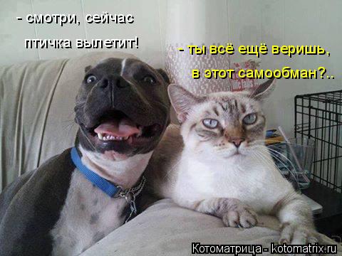 - смотри, сейчас птичка вылетит! - ты всё ещё веришь, в этот самообман?..... Котоматрица: - смотри, сейчас птичка вылетит! - ты всё ещё веришь, в этот самообман?..
