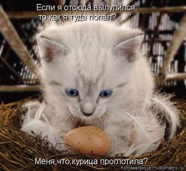 Если я отсюда вылупился, то как я туда попал? Меня,что,курица проглотила?... Котоматрица: Если я отсюда вылупился, то как я туда попал? Меня,что,курица проглотила?