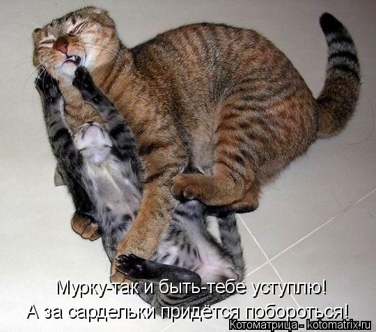 Мурку-так и быть-тебе уступлю! А за сардельки придётся побороться!... Котоматрица: Мурку-так и быть-тебе уступлю! А за сардельки придётся побороться!